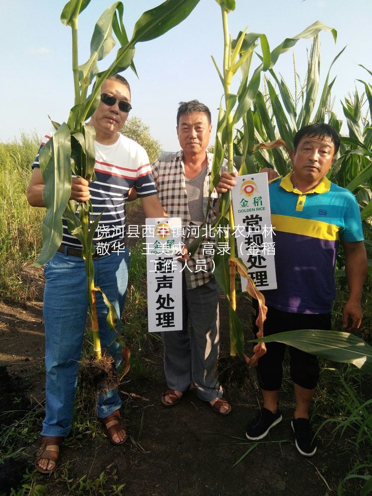 黑龍江雙鴨山市與佳木斯市的超聲波玉米、水稻種植田調(diào)查