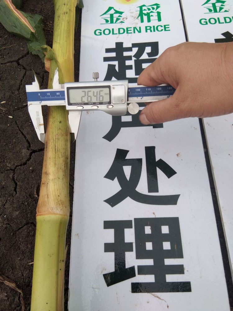 黑龍江雙鴨山市與佳木斯市的超聲波玉米、水稻種植田調(diào)查