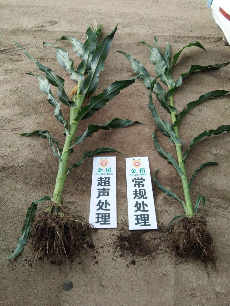 黑龍江雙鴨山市與佳木斯市的超聲波玉米、水稻種植田調(diào)查