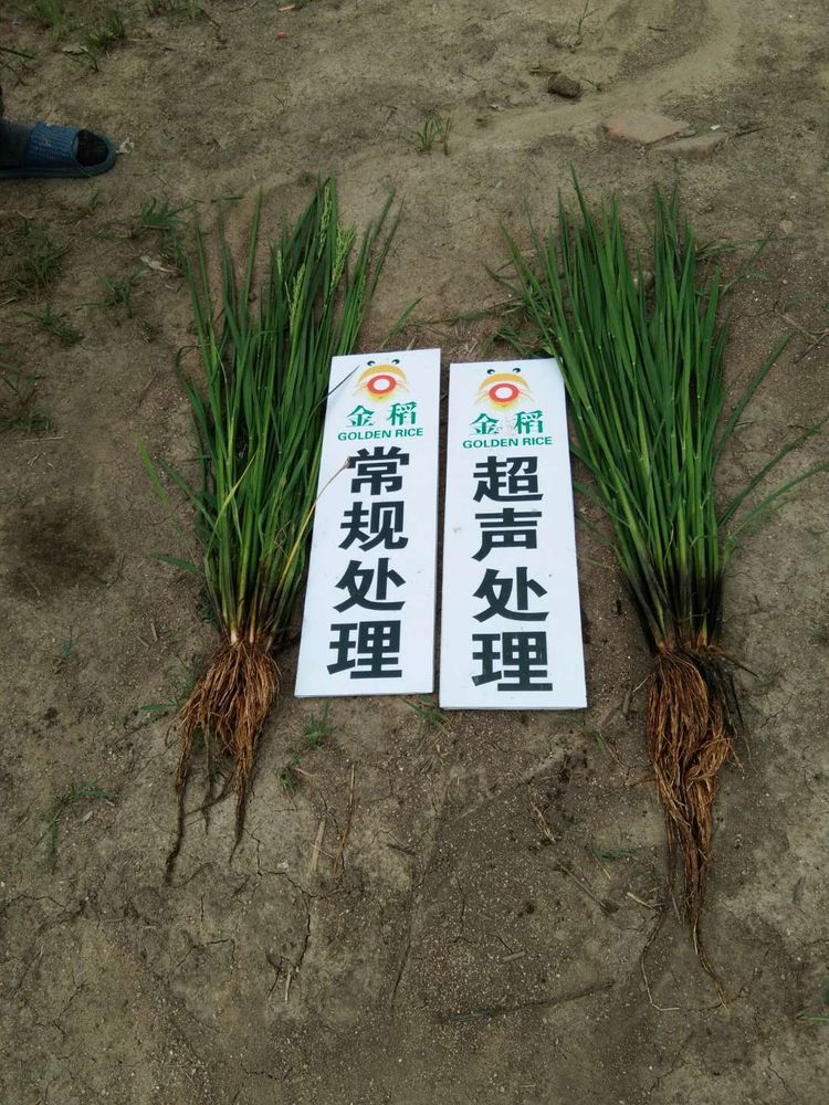 黑龍江雙鴨山市與佳木斯市的超聲波玉米、水稻種植田調(diào)查