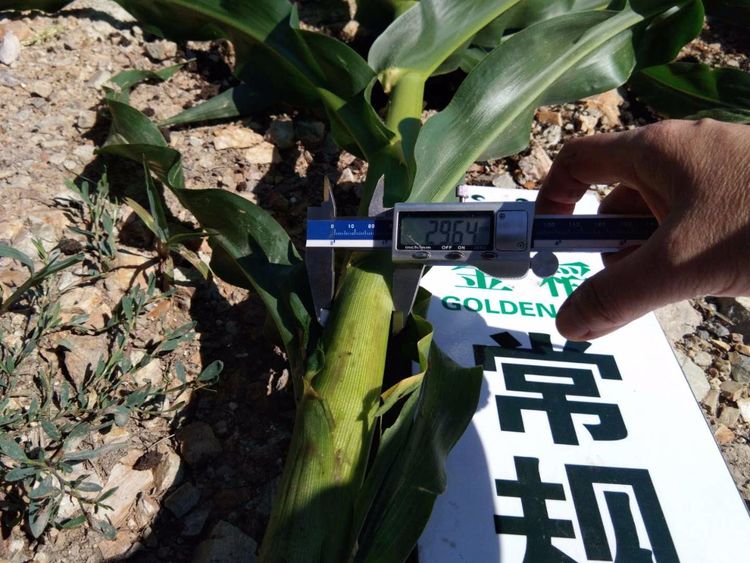 黑龍江雙鴨山市與佳木斯市的超聲波玉米、水稻種植田調(diào)查