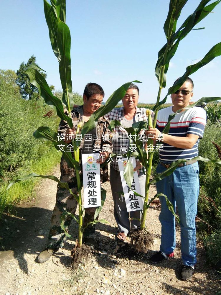 黑龍江雙鴨山市與佳木斯市的超聲波玉米、水稻種植田調(diào)查