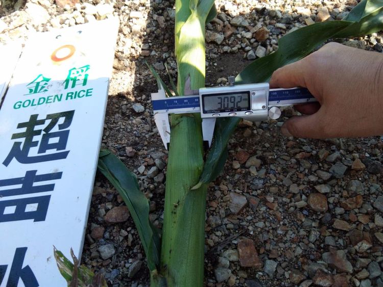 黑龍江雙鴨山市與佳木斯市的超聲波玉米、水稻種植田調(diào)查