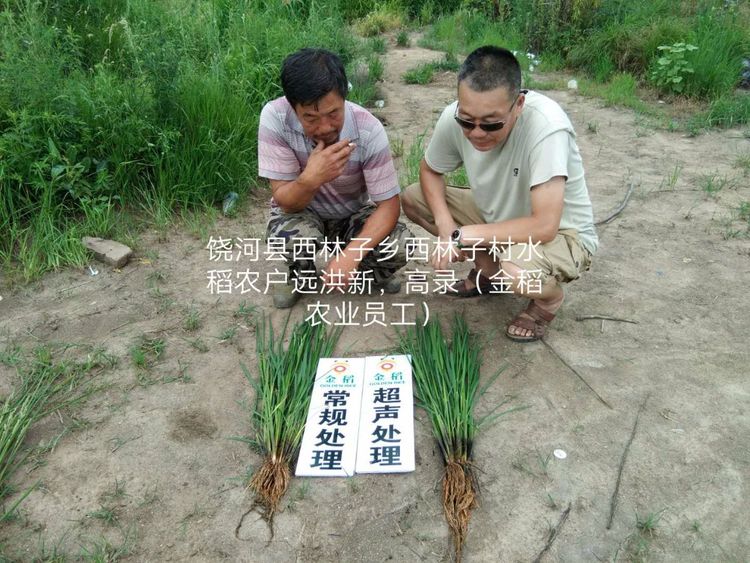黑龍江雙鴨山市與佳木斯市的超聲波玉米、水稻種植田調(diào)查