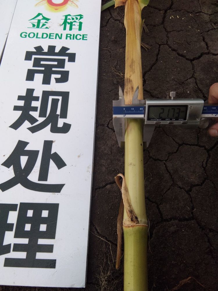 黑龍江雙鴨山市與佳木斯市的超聲波玉米、水稻種植田調(diào)查