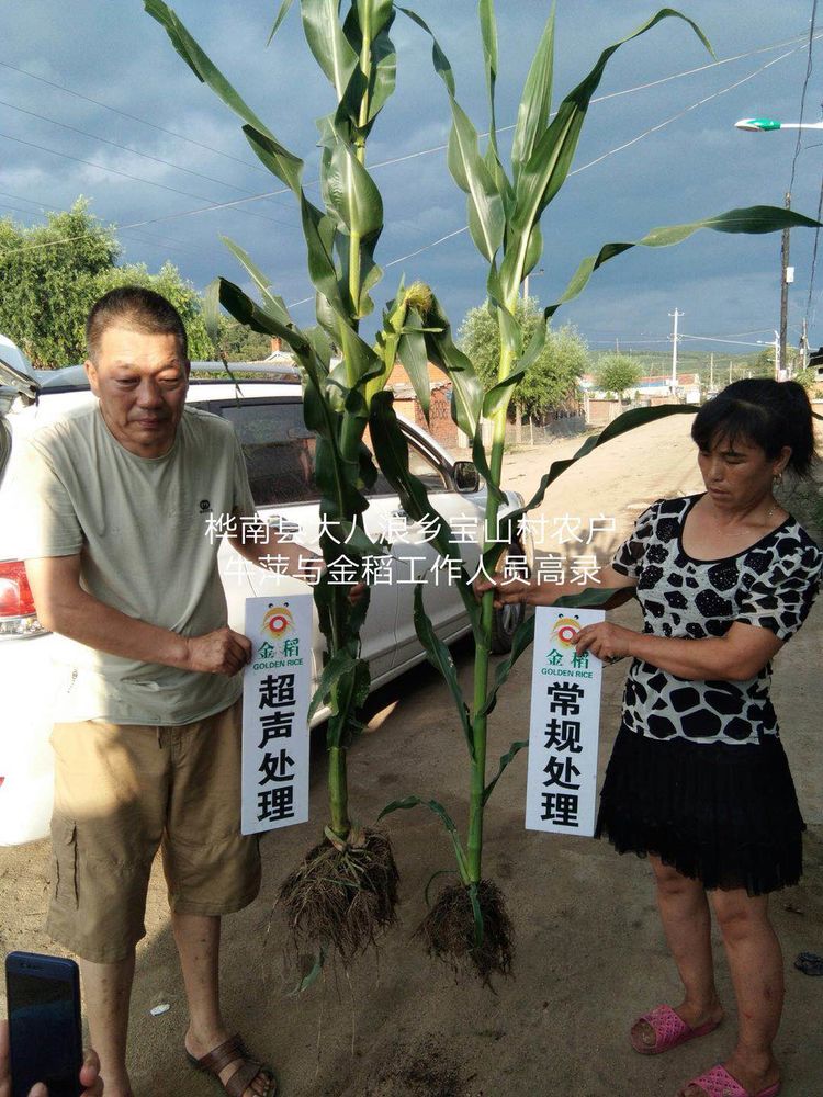黑龍江雙鴨山市與佳木斯市的超聲波玉米、水稻種植田調(diào)查