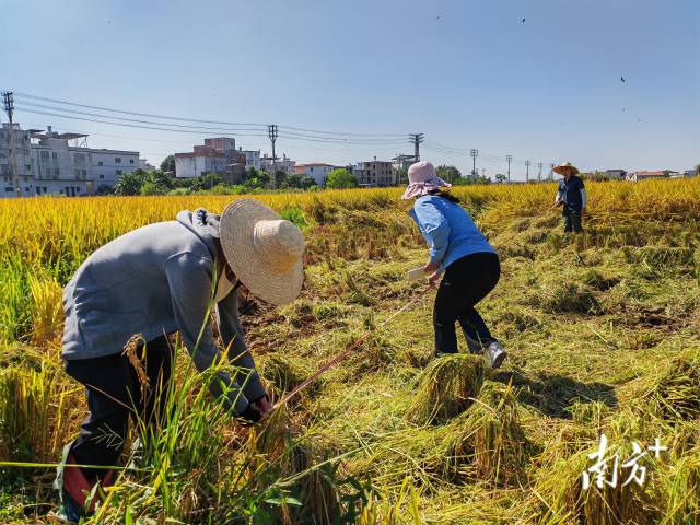 超聲種子增產(chǎn)預(yù)處理后，廣東興寧雙季絲苗香米突破畝產(chǎn)1446.18公斤，再創(chuàng)世界紀(jì)錄！